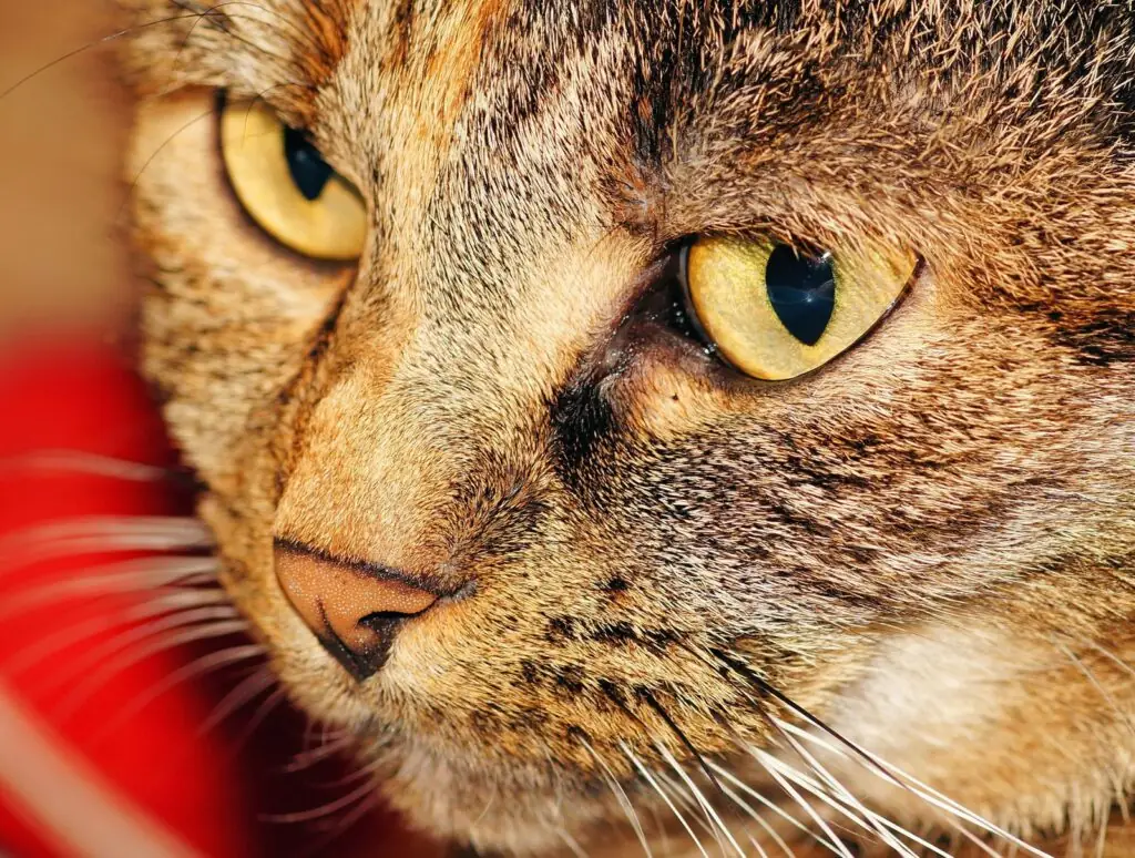 Close-up of a tabby cat's face, representing attorney Rod Ponton's viral Zoom cat-filter mishap during a Texas court hearing