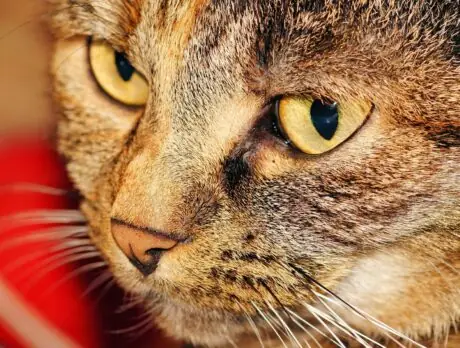 Close-up of a tabby cat's face, representing attorney Rod Ponton's viral Zoom cat-filter mishap during a Texas court hearing