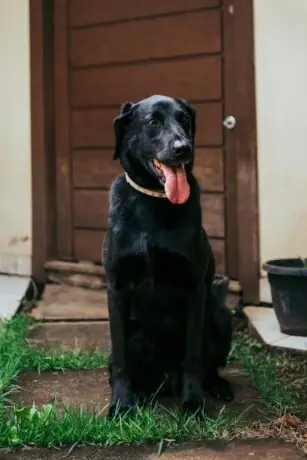 A black Labrador retriever sitting on a doorstep in front of a wooden door, representing the Labrador's daily doorbell visit to her neighbor