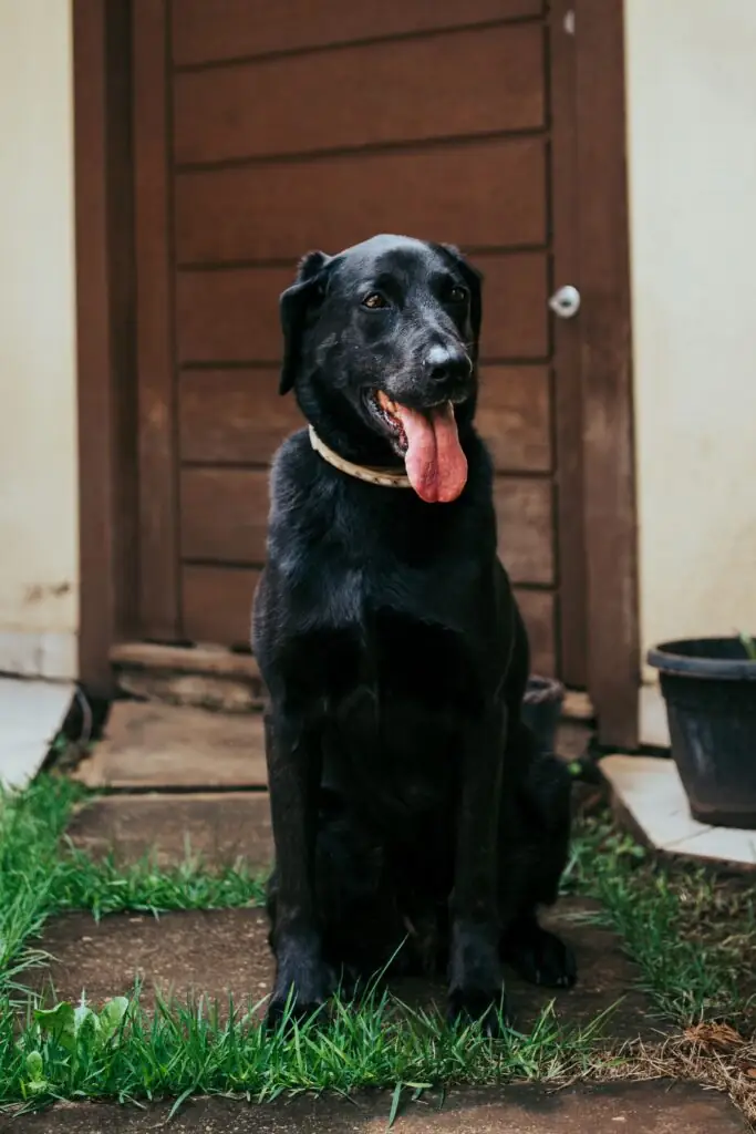 A black Labrador retriever sitting on a doorstep in front of a wooden door, representing the Labrador's daily doorbell visit to her neighbor