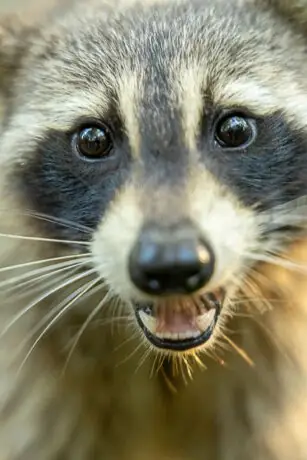 Close-up of a raccoon showing its distinctive facial features