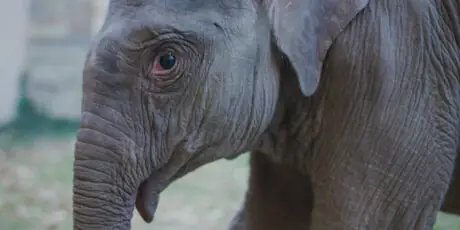 Asian elephant calf Linh Mai explores an outdoor paddock with Smithsonian animal care staff nearby