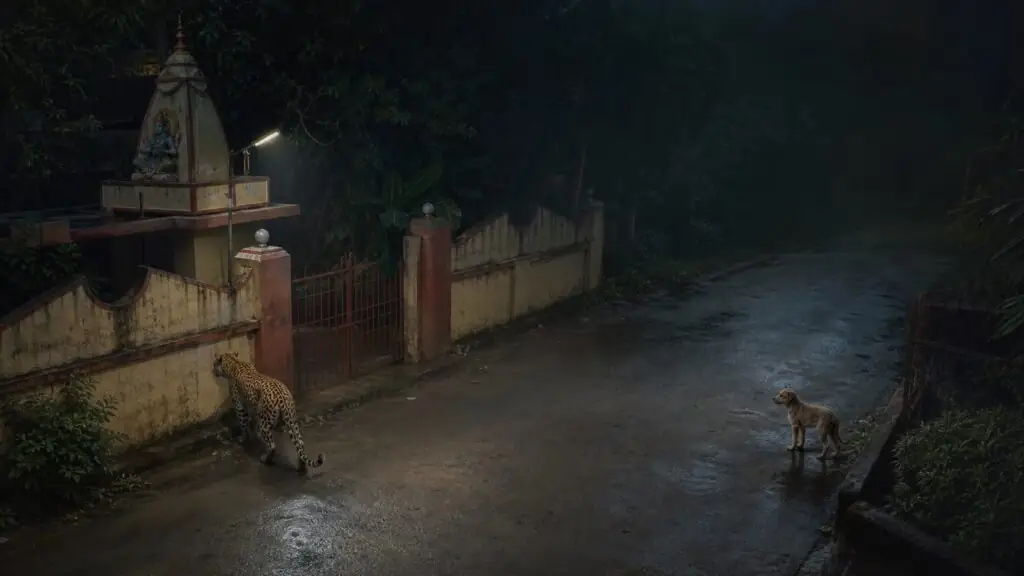 Original editorial illustration of a leopard walking away from a puppy on a wet night lane near a temple in Palghar