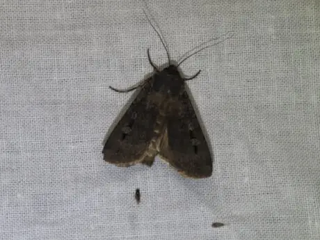 Brown bogong moth photographed at Blackheath, New South Wales, in November 2014