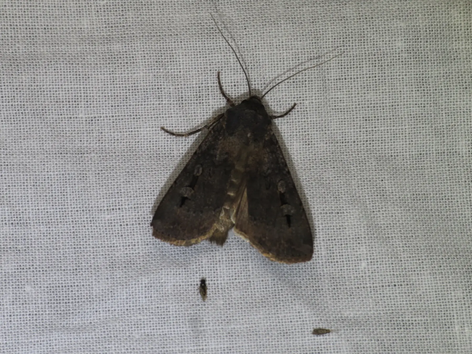 Brown bogong moth photographed at Blackheath, New South Wales, in November 2014