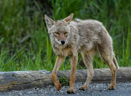 Coyote walking in Yellowstone National Park in June 2019; archive photo, not the pear video.