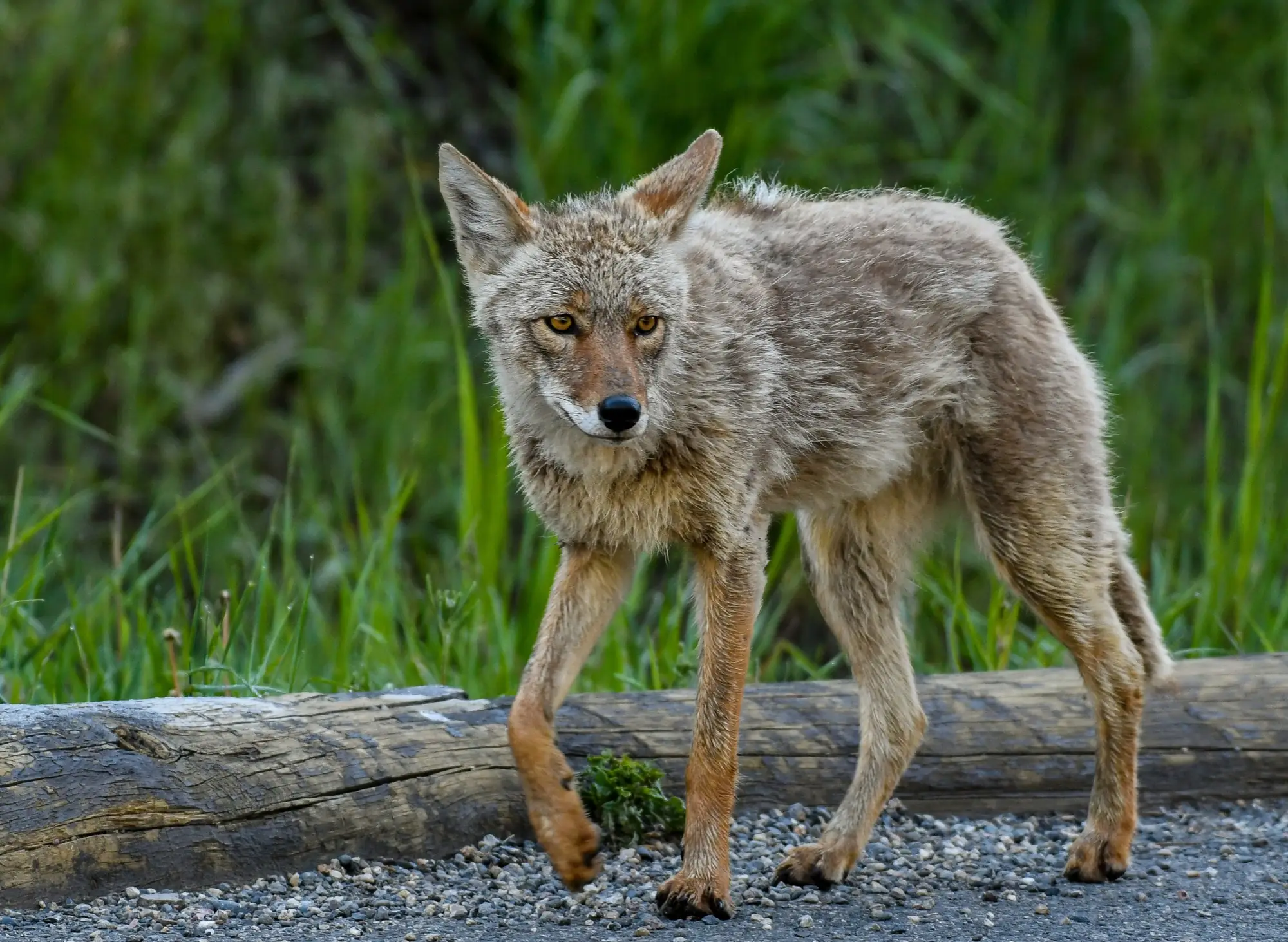 Coyote walking in Yellowstone National Park in June 2019; archive photo, not the pear video.